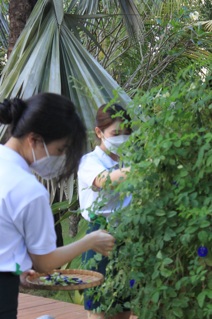 Nhân viên Haan Boutique Resort thu hoạch hoa đậu biếc tươi tại vườn để pha chế trà thảo mộc.