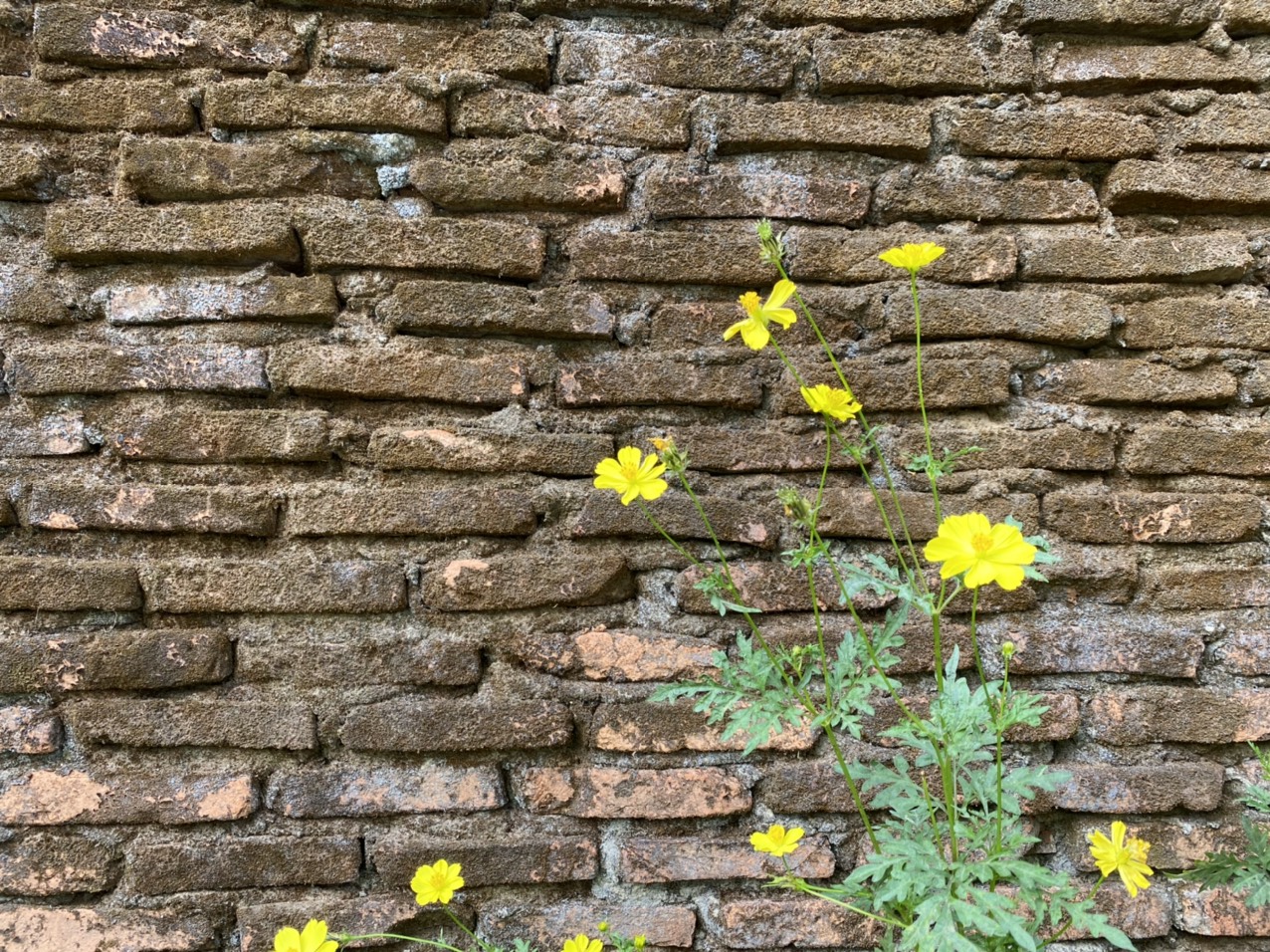 Những bông hoa bướm vàng khoe sắc bên bức tường gạch cổ kính tại Haan Boutique Resort.